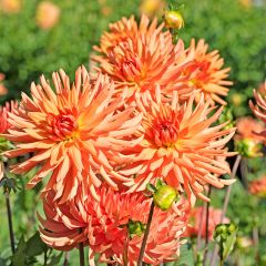 Dahlia Park Record