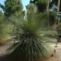 Dasylirion longissimum - Sotol