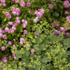 Charm Duo - Duo of Roses and Lady's Mantle