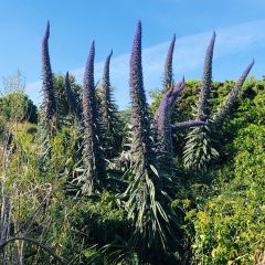 Echium pininana Seeds - Tower of Jewels