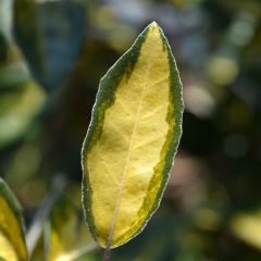 Elaeagnus ebbingei Limelight - Oleaster