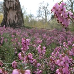 Snow heather - Erica carnea Jenny Porter