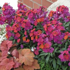 Erysimum Winter Orchid - Perennial Wallflower