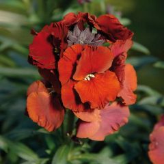 Erysimum Winter Passion - Perennial Wallflower