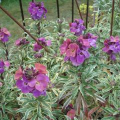 Erysimum linifolium Variegatum - Wallflower
