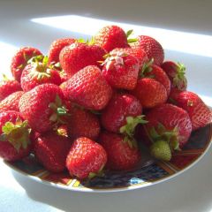 Strawberry Gento (everbearing) - Fragaria ananassa