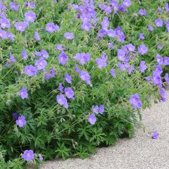 Geranium Orion