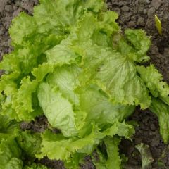 Batavia Lettuce de Pierre Bénite - Lactuca sativa