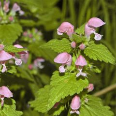 Lamium maculatum Cannons Gold - Spotted Deadnettle
