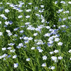 Linum Blue Dress - Flax seeds