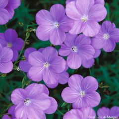 Linum narbonense Heavenly Blue Seeds - Perennial Flax