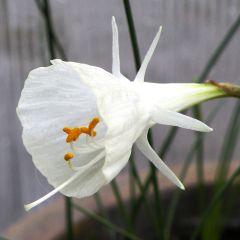 Narcissus x bulbocodium cantabricus