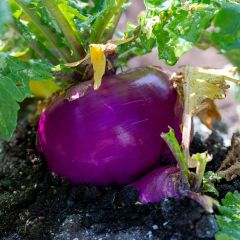 Turnip Milan Rouge - Brassica rapa