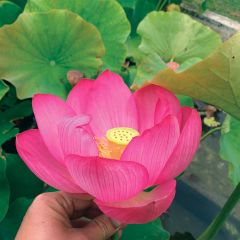Nelumbo nucifera Qingling Honlian