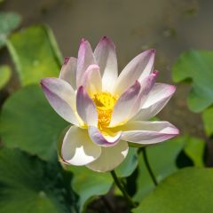Nelumbo nucifera Red and White - Pale Pink and White