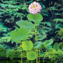 Nelumbo nucifera Pink - Sacred lotus
