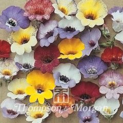 Nemesia strumosa Compacta Tapestry Seed Mix - Cape Jewels