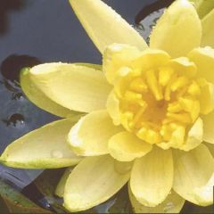 Nymphaea Colonel A.J. Welch - Water Lily