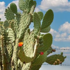 Opuntia engelmannii var. alta - Prickly Pear
