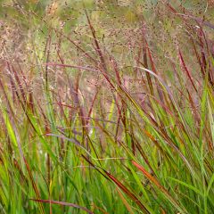 Panicum virgatum Shenandoah - Switchgrass