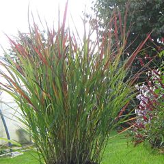 Panicum virgatum Cheyenne Sky - Switchgrass