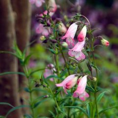 Penstemon Apple Blossom - Beardtongue