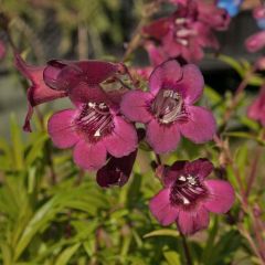 Penstemon Blackbird - Beardtongue