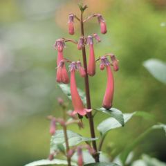 Phygelius aequalis Pink Trumpet - Cape Fuchsia