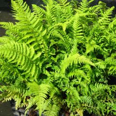 Polystichum setiferum Dahlem - Soft Shield Fern