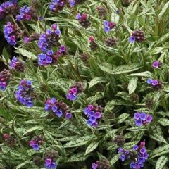 Pulmonaria longifolia subsp. cevennensis - Lungwort