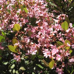Rhaphiolepis indica Springtime