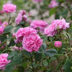 Rosa Gertrude Jekyll - English Rose
