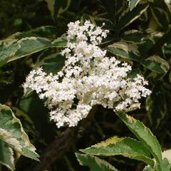 Sambucus nigra Madonna - Black Elder