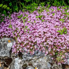 Saponaria ocymoides