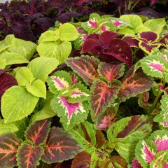 Solenostemon Wizard Mixed