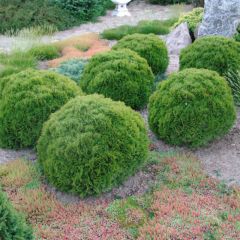 Thuja occidentalis Danica - Canadian Arborvitae