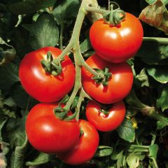Tomato Previa F1