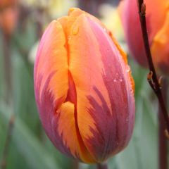 Tulipa Triumph Princesse Irene