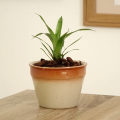 Vriesea Delphinius - Flaming sword plant