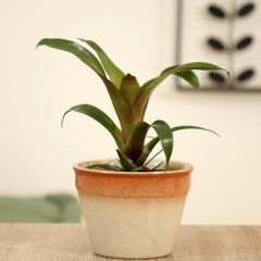 Vriesea Ida - Flaming sword plant