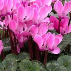 Cyclamen persicum - Persian Cyclamen