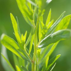 Estragon de Russie Bio - Ferme de Sainte Marthe seeds