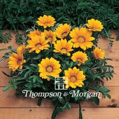 Gazania rigens Kiss Gold F1 - Treasure flower