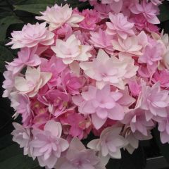 Hydrangea macrophylla You and Me Romance