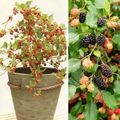 Morus rotundiloba Mojo Berry - Mullberry 7.5L/10L pot, Clump 30/40cm
