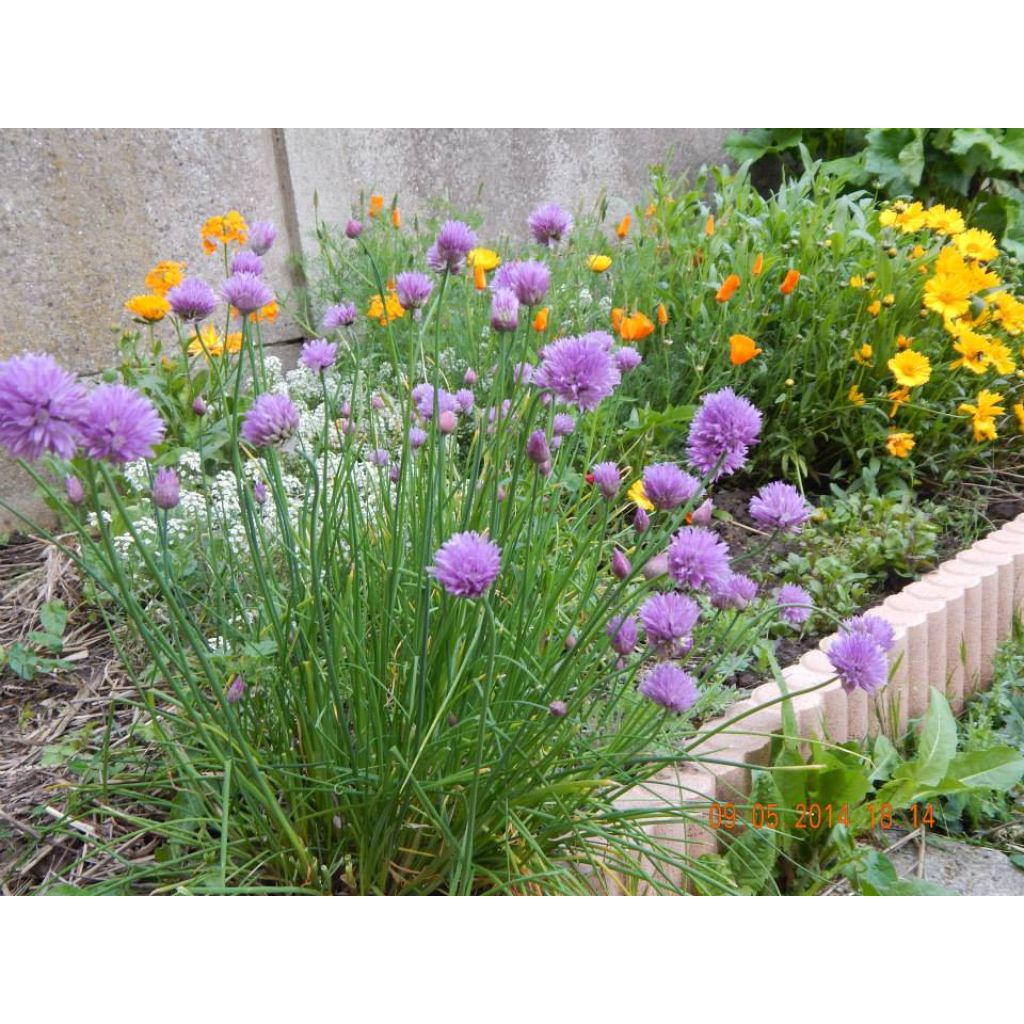 Chives - Allium schoenoprasum