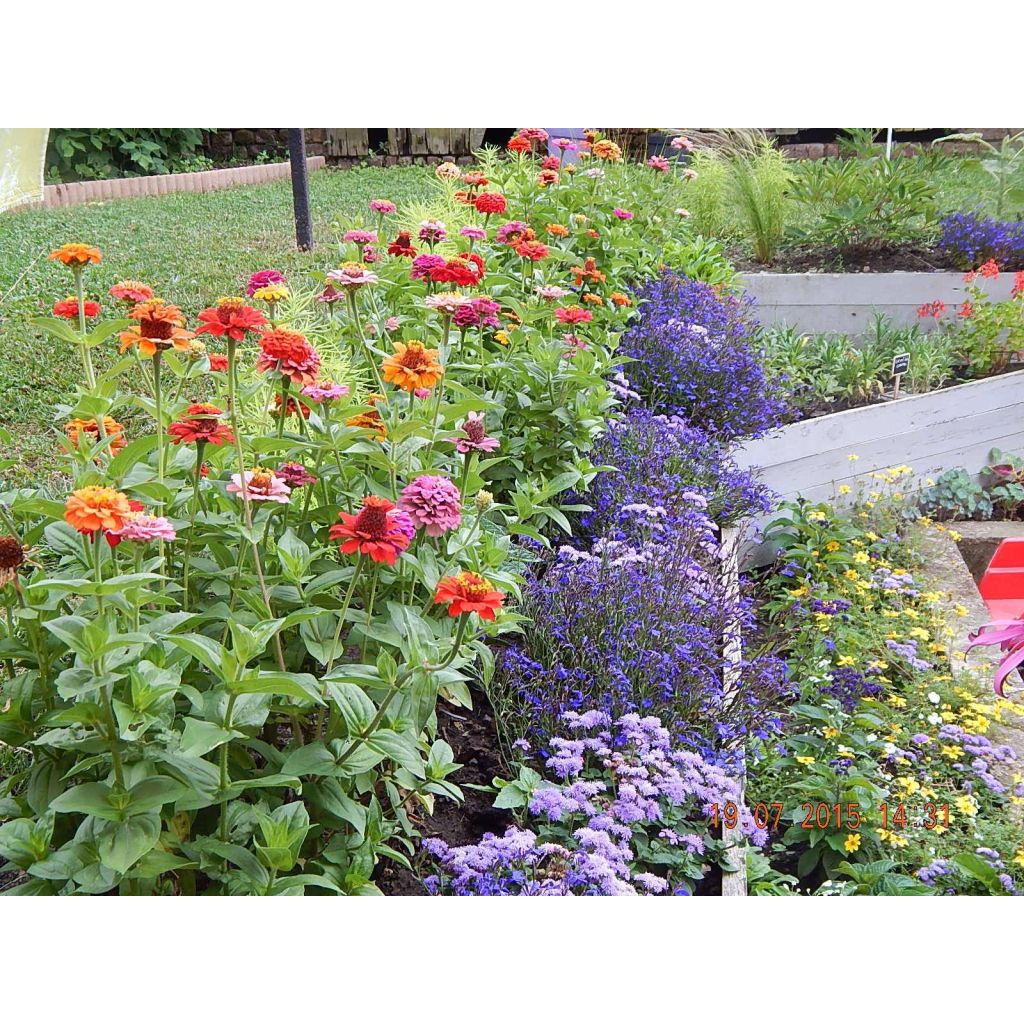 Zinnia elegans Lilliput mix