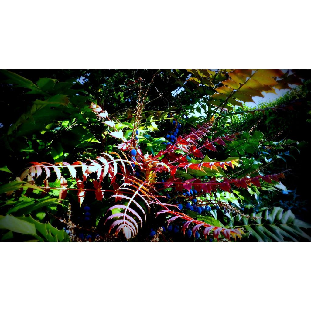 Mahonia x media Charity