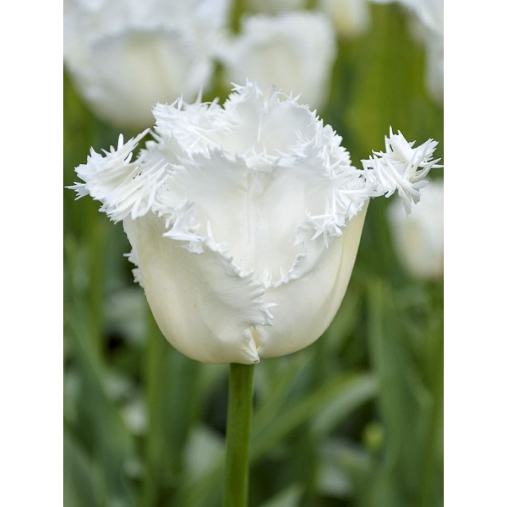 Tulipa crispa Daytona