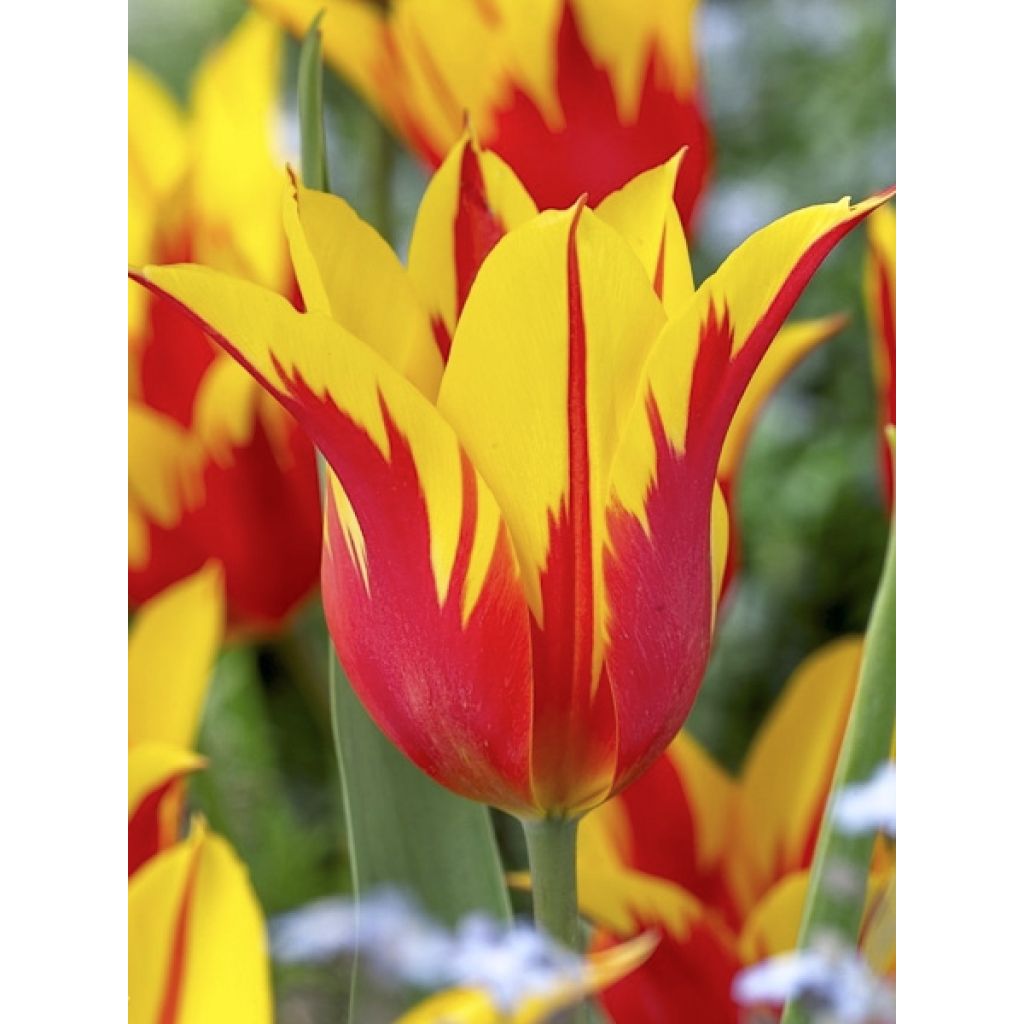 Tulipa Fire Wings - Lily flowering Tulip